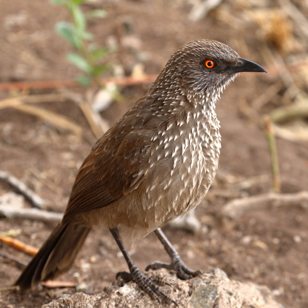Arrow-marked Babbler reference