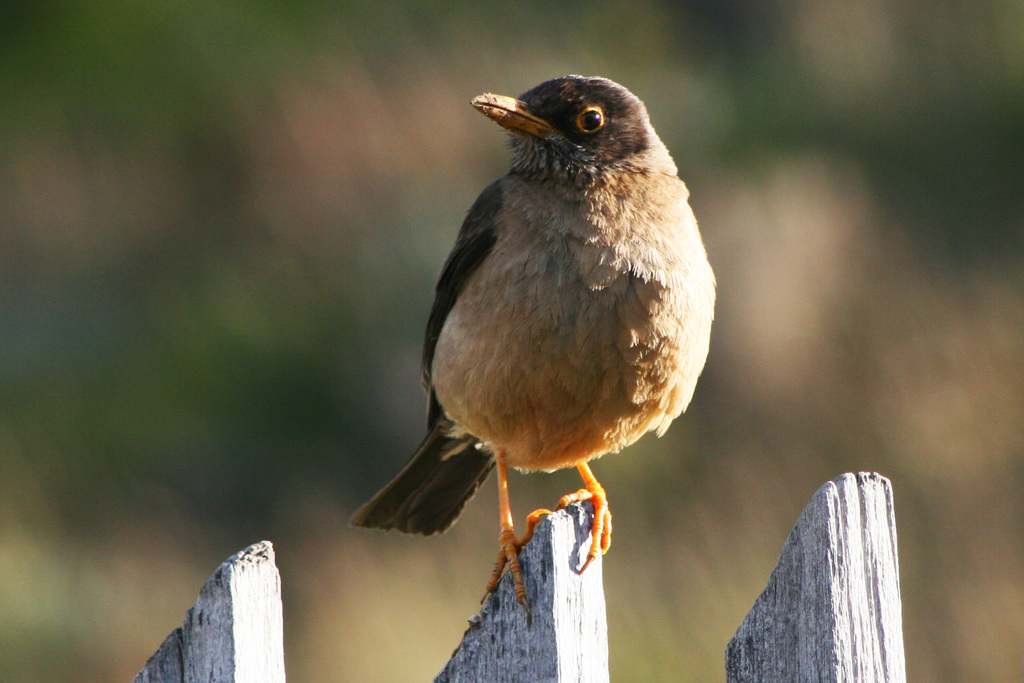 Austral Thrush reference