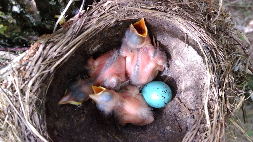 Song Thrush reference