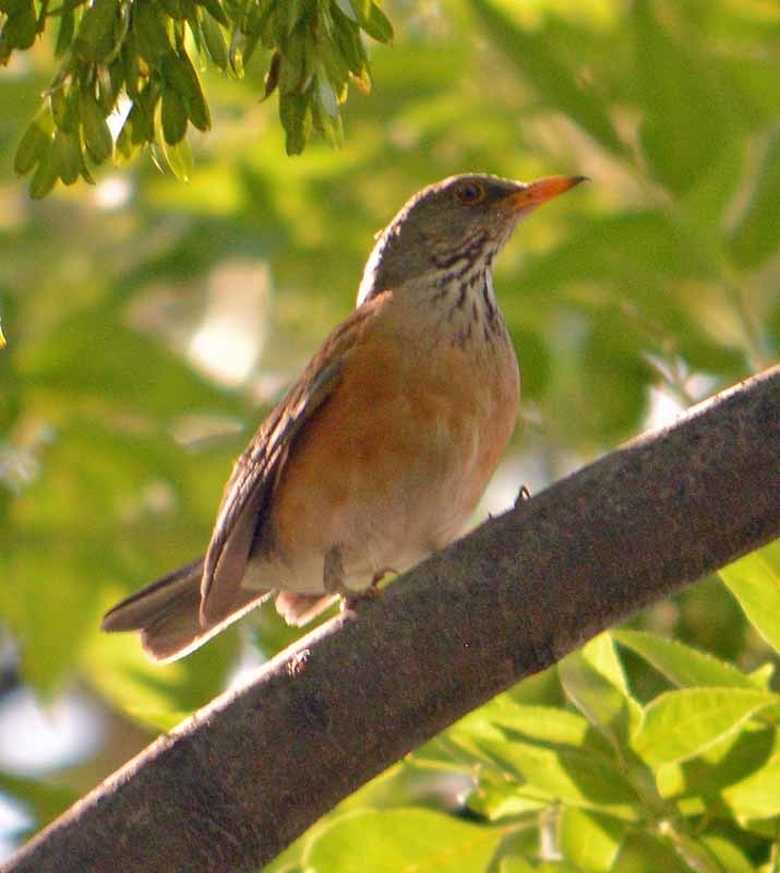 Rufous-backed Robin reference