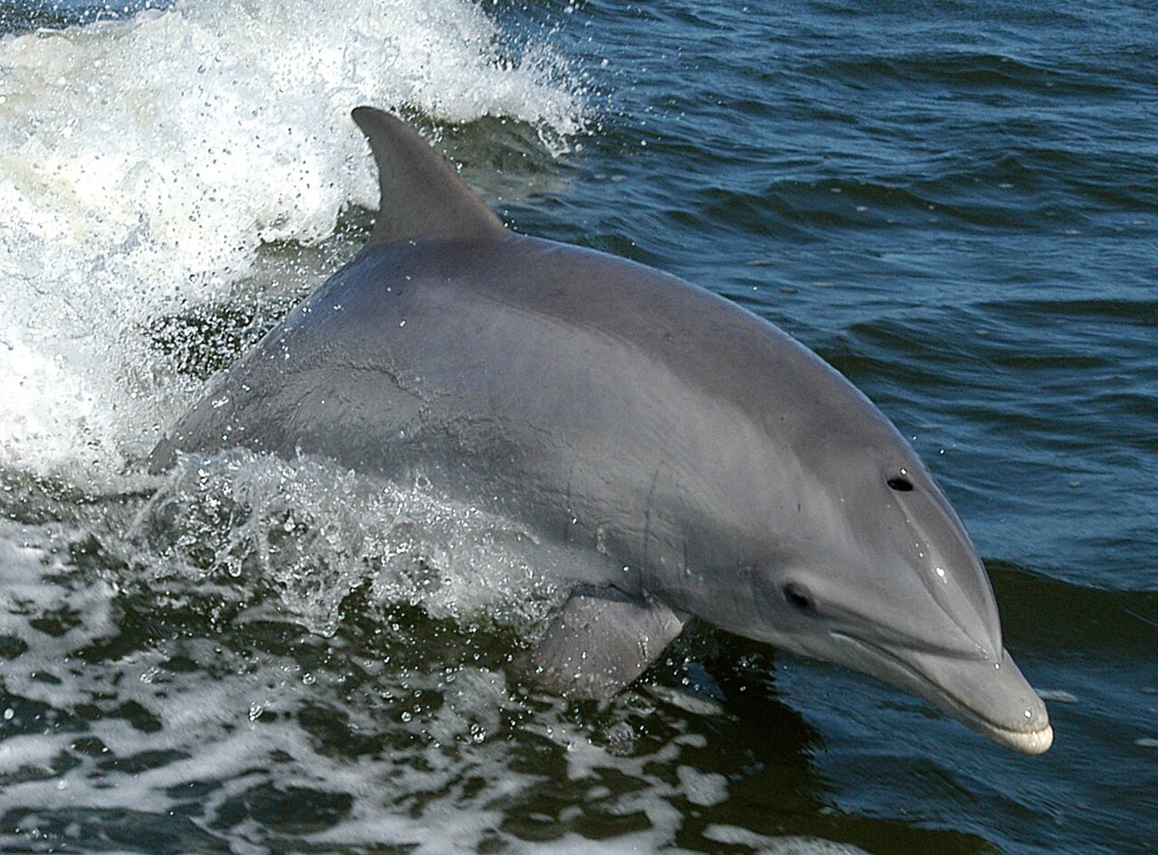 Common Bottlenose Dolphin reference