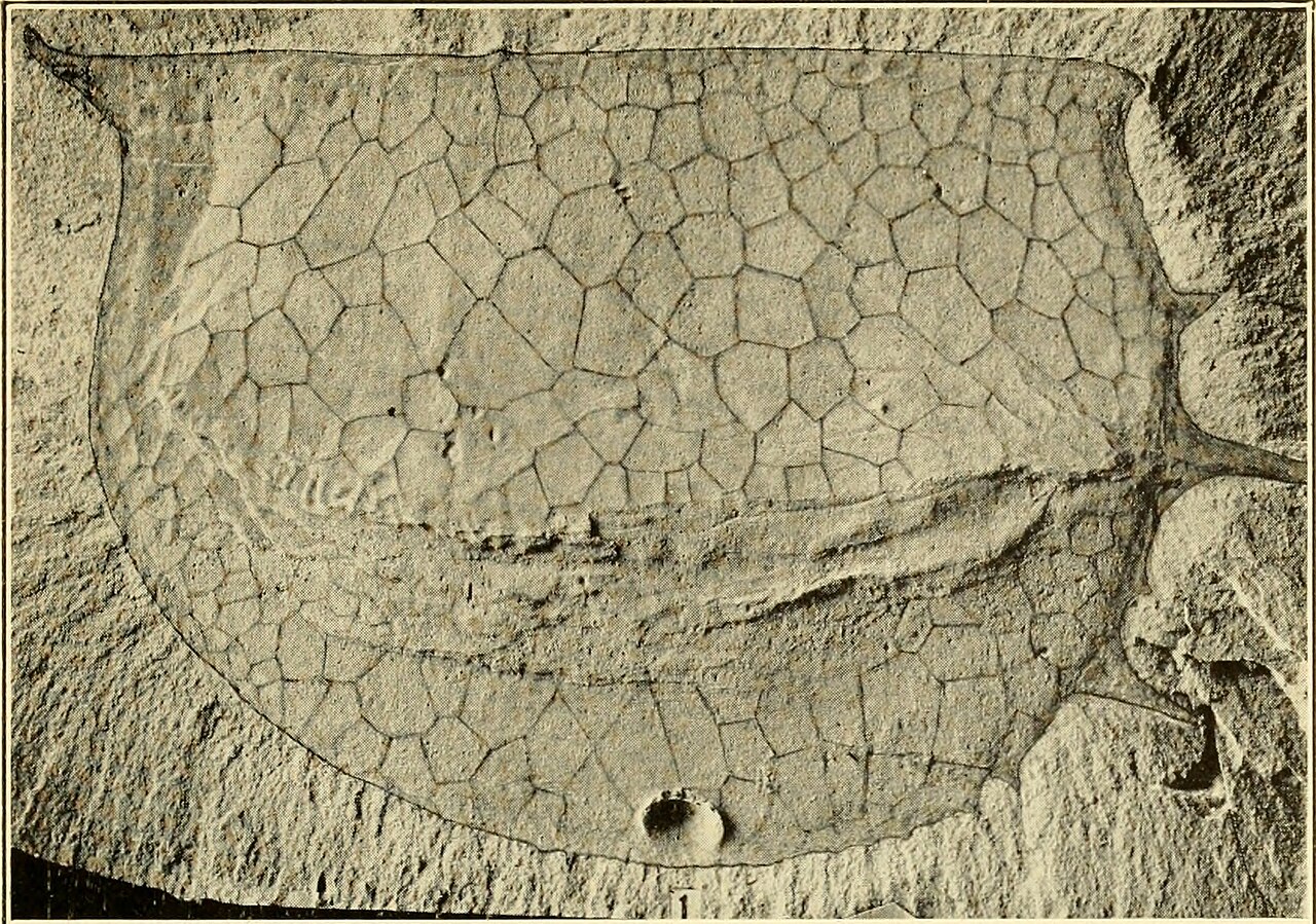 Tuzoia burgessensis reference