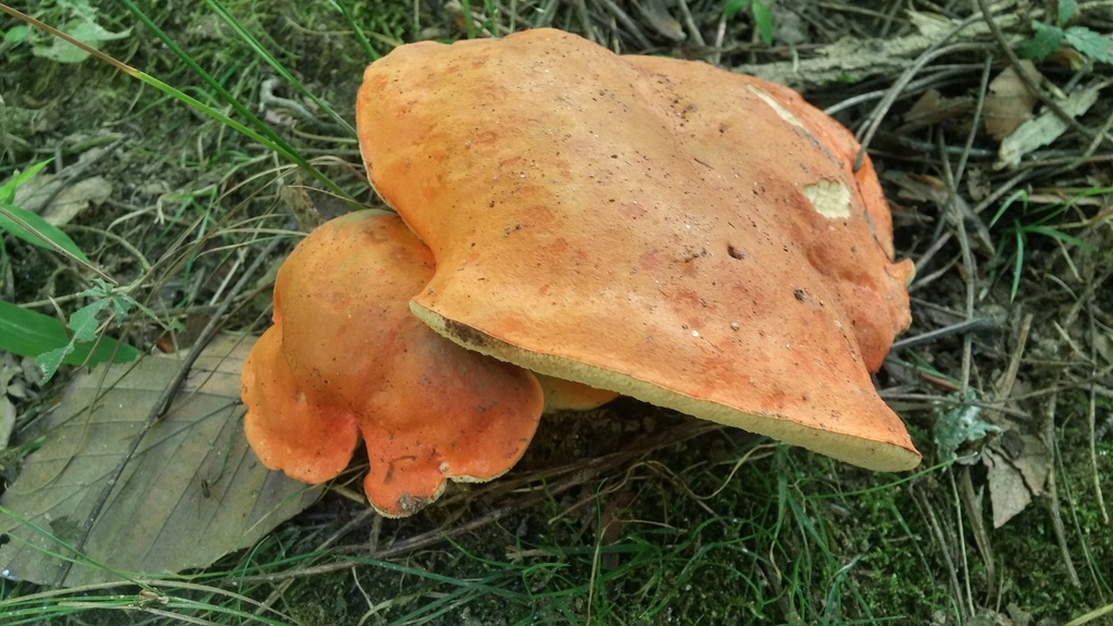 Burnt-orange Bolete reference