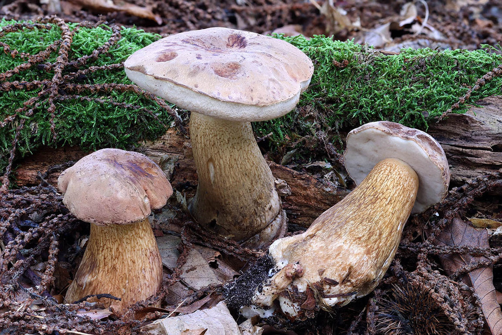 Bitter Bolete reference