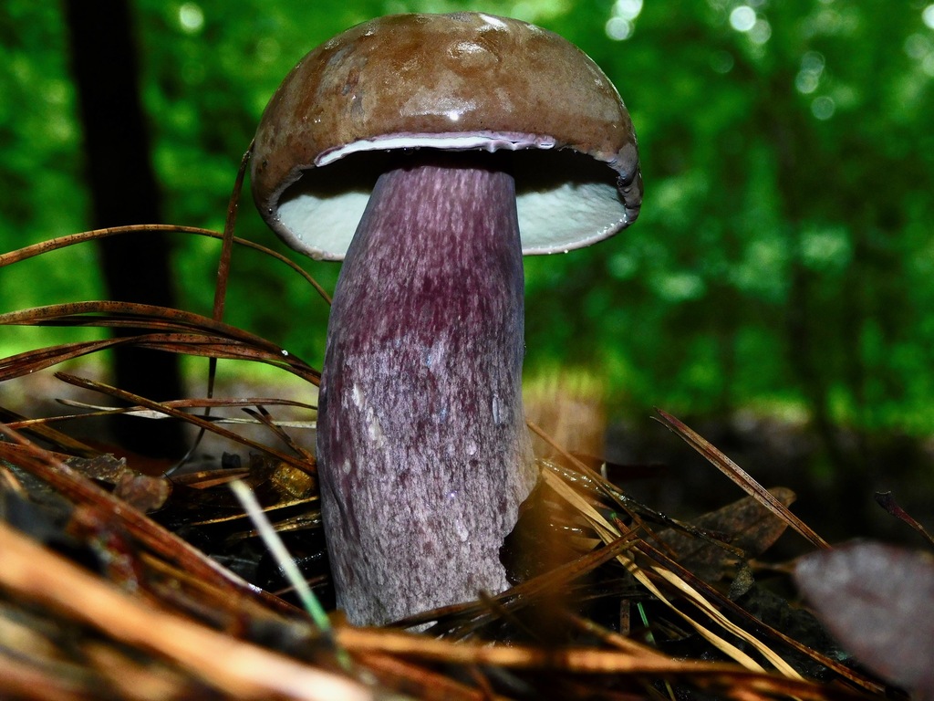 Violet Gray Bolete reference