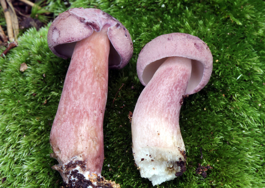 Violet-gray Bolete reference