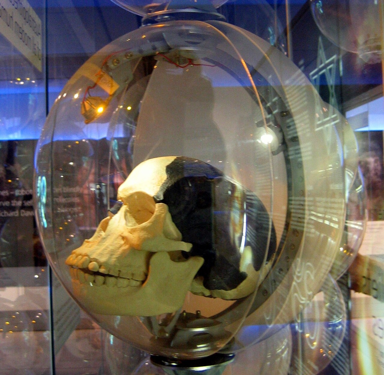Chimera (Paleontology) reference