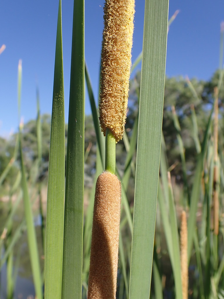 Narrowleaf Cattail reference