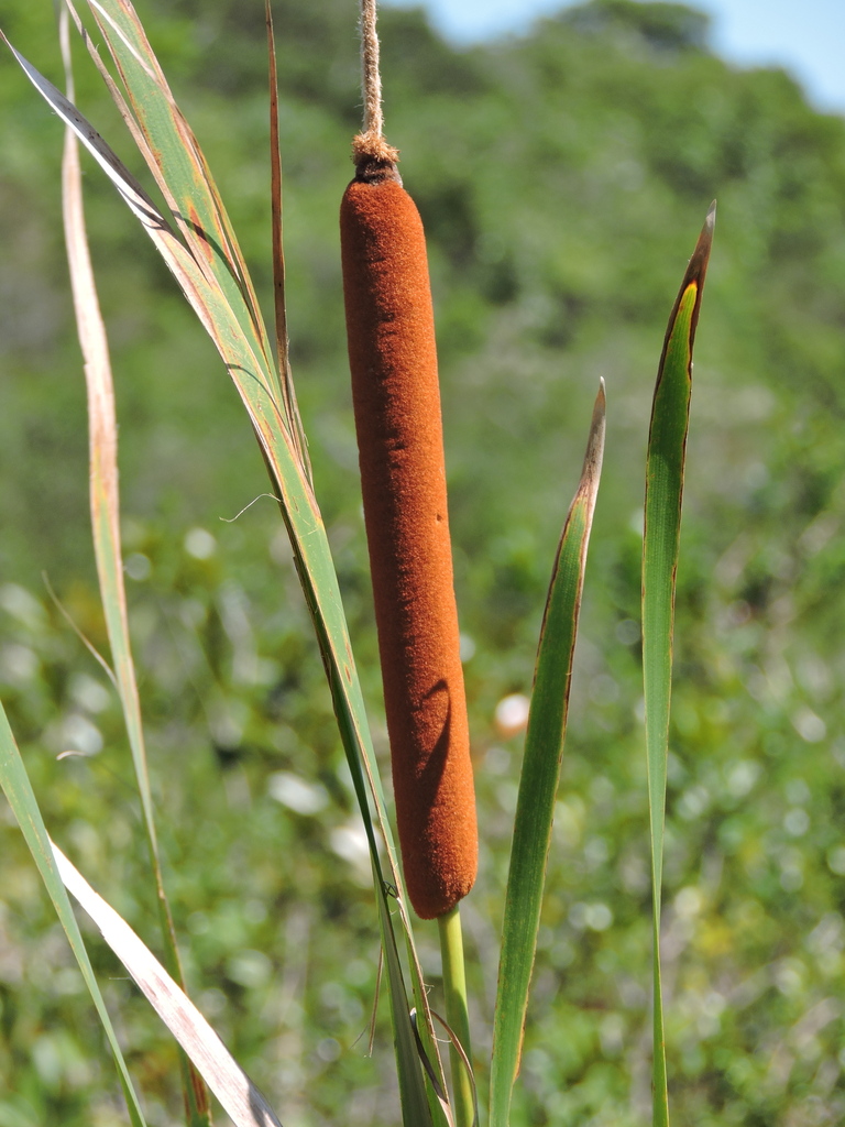 Southern Cattail reference