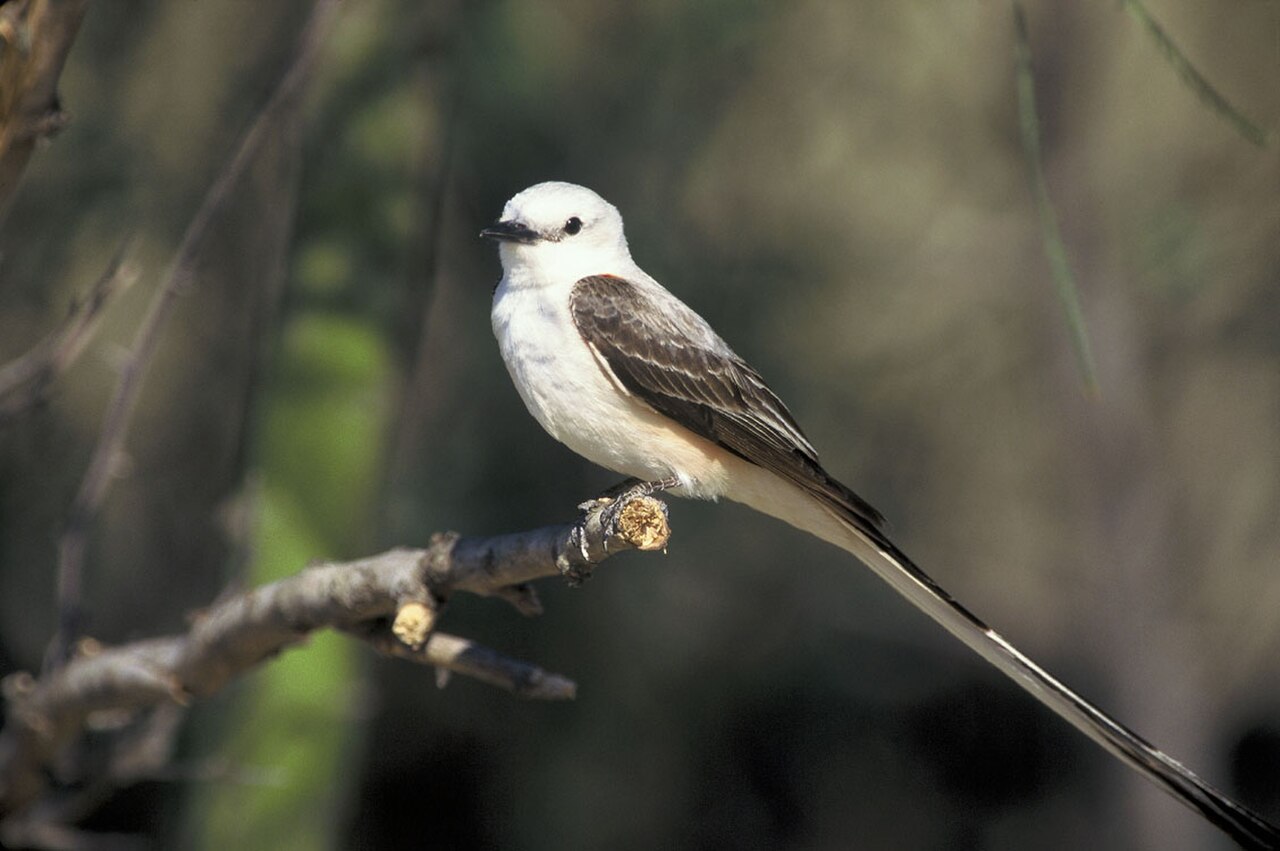 Scissor-tailed Flycatcher reference