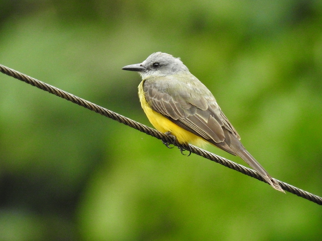 Tropical Kingbird reference