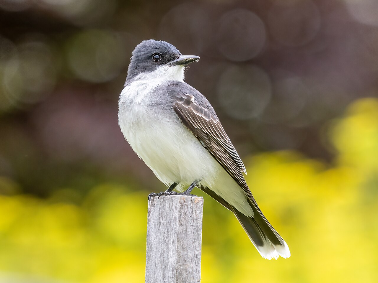 Eastern Kingbird reference