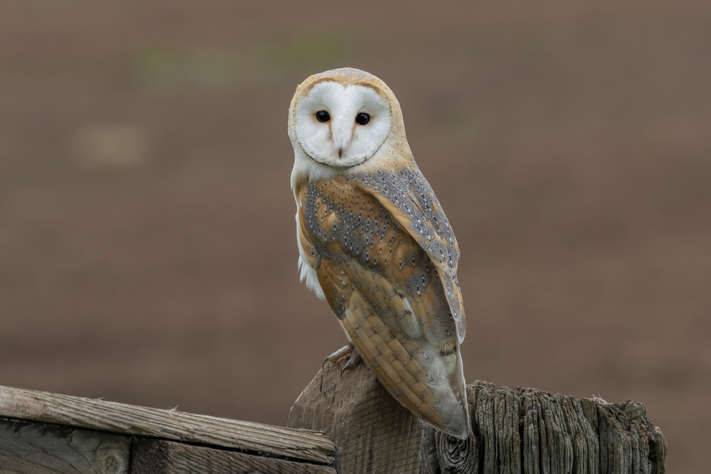 Western Barn Owl reference
