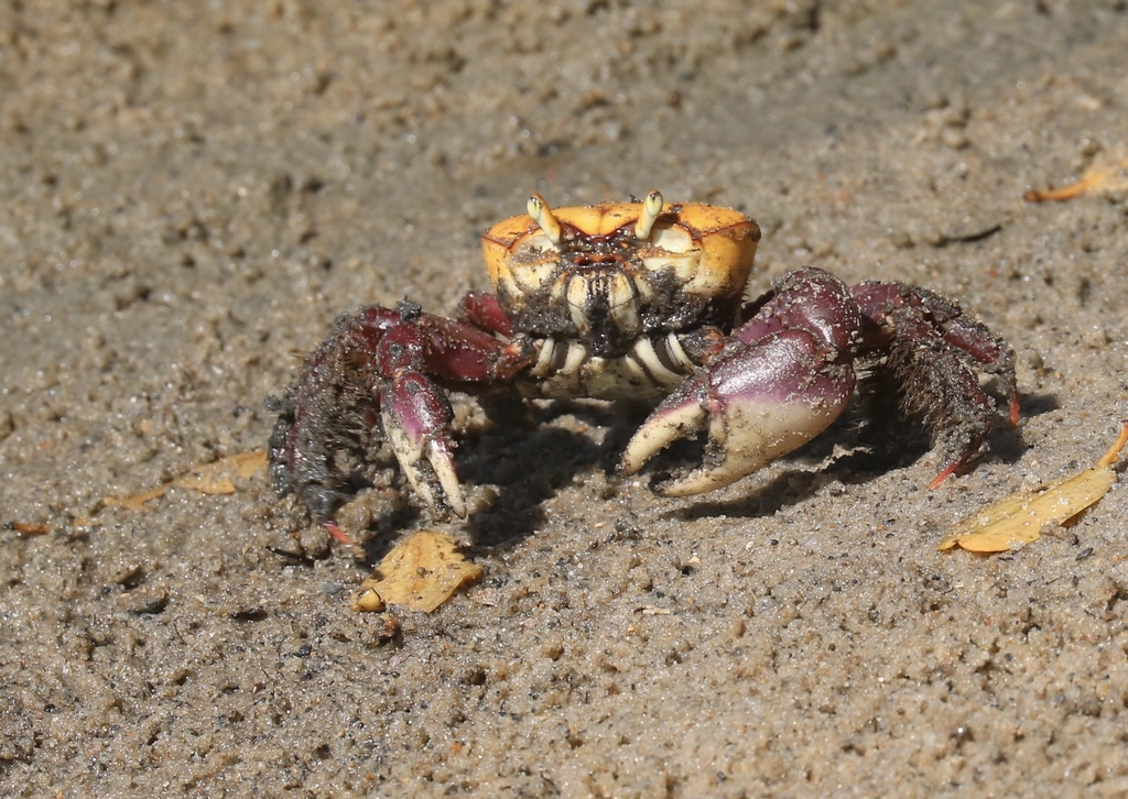 Atlantic Mangrove Ghost Crab reference