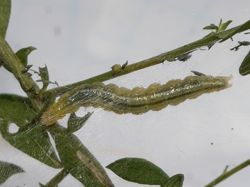Celery Leaftier Moth reference