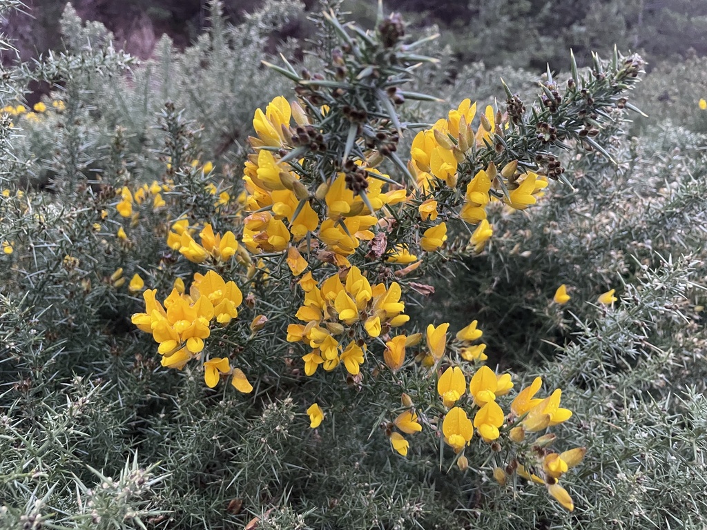 Gorse reference