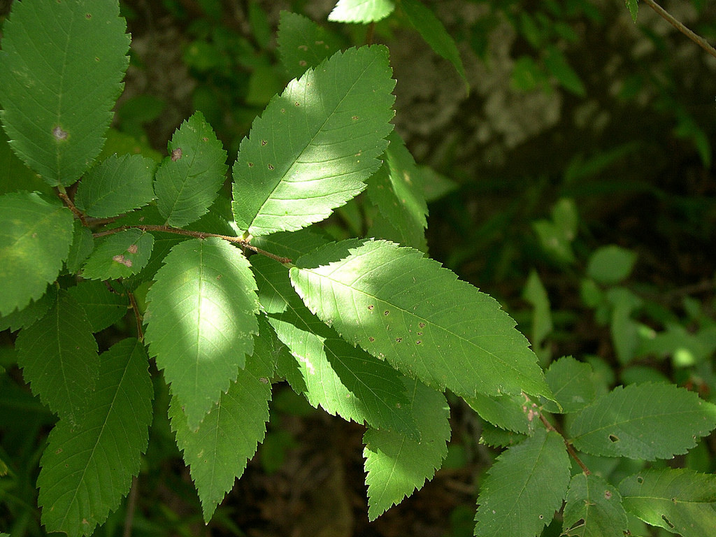 Winged Elm reference