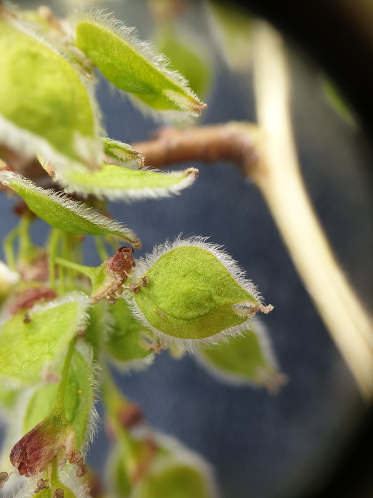 American Elm reference