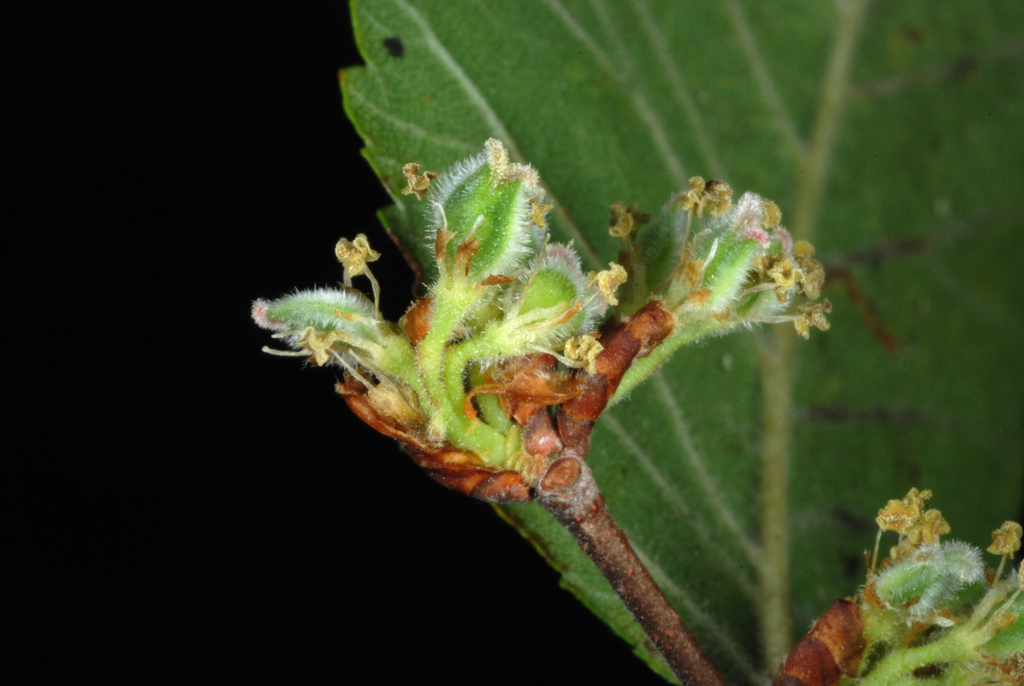 Cedar Elm reference