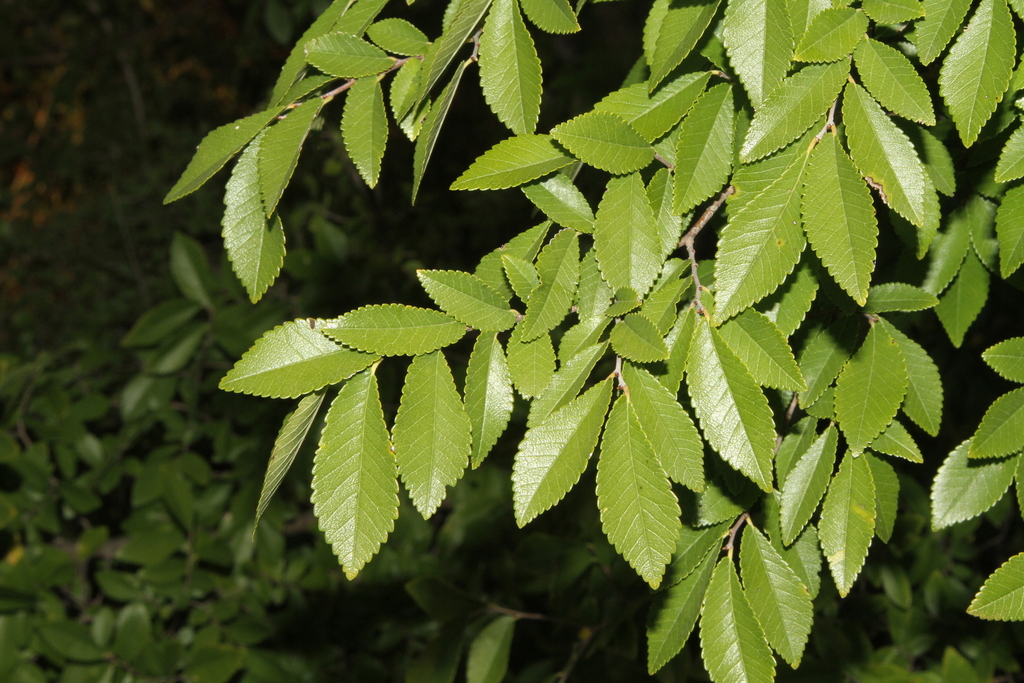 Chinese elm reference
