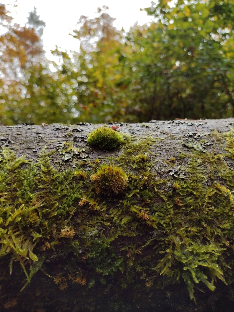 Crisped Pincushion reference
