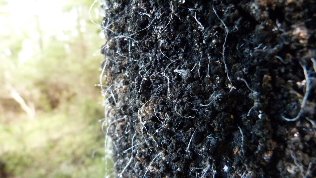 Sooty Beech Scale reference