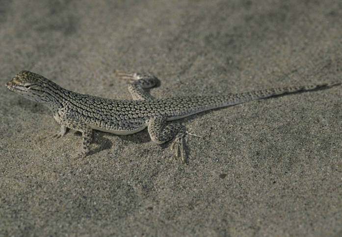 Coachella Valley Fringe-Toed Lizard reference