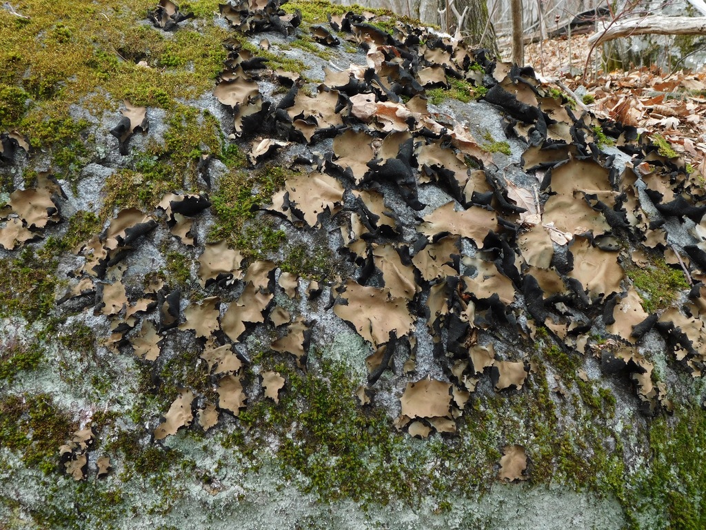 Smooth Rock Tripe reference