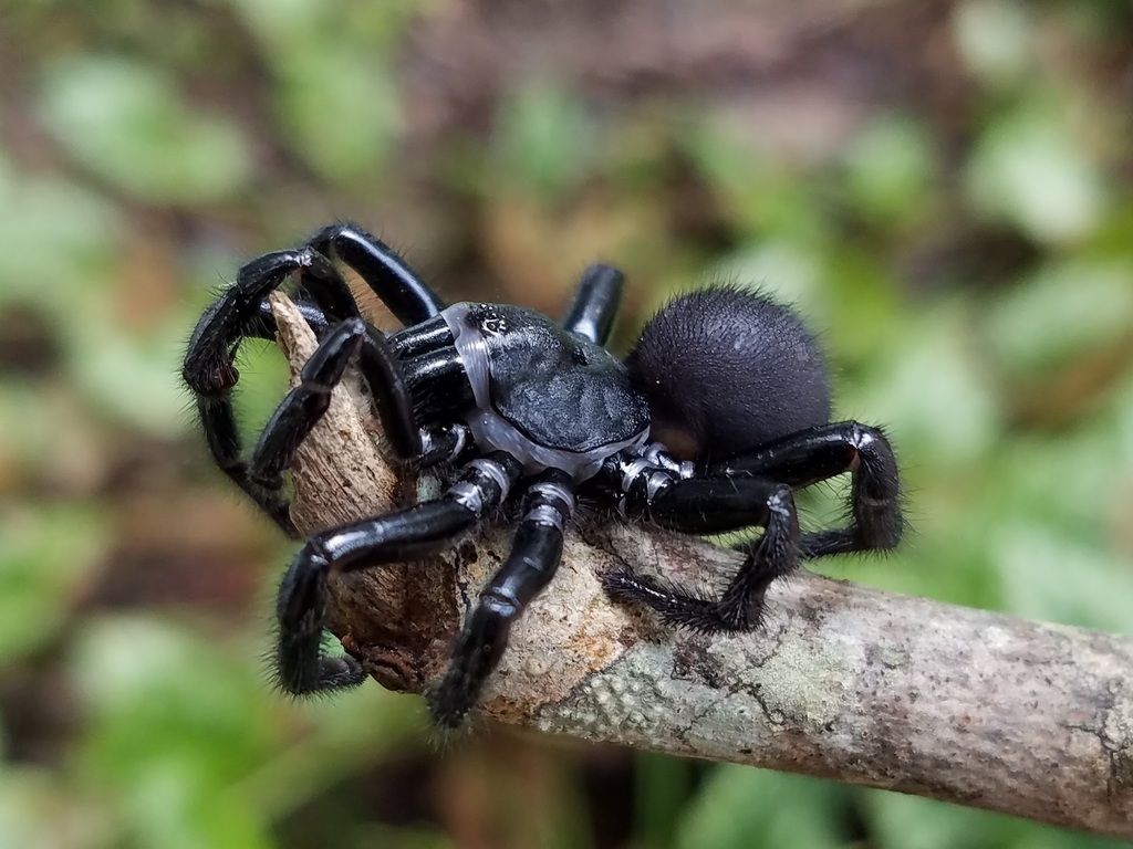 Audouin's Trapdoor Spider reference