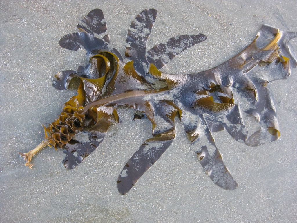 Wakame reference