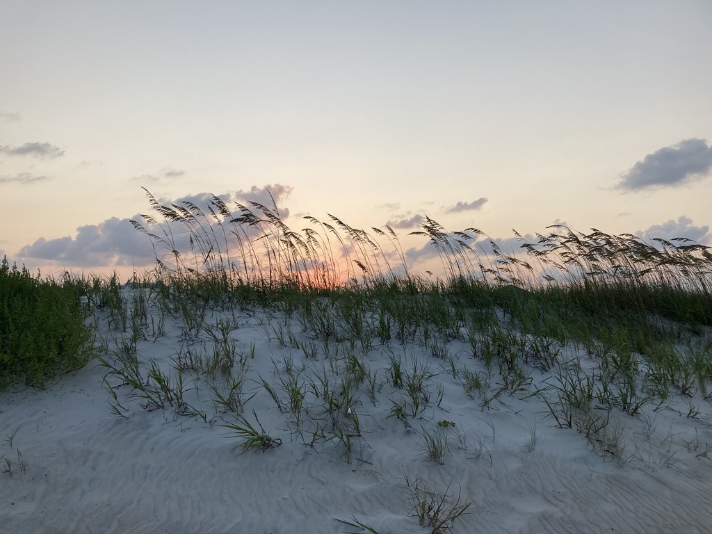 Sea Oats reference