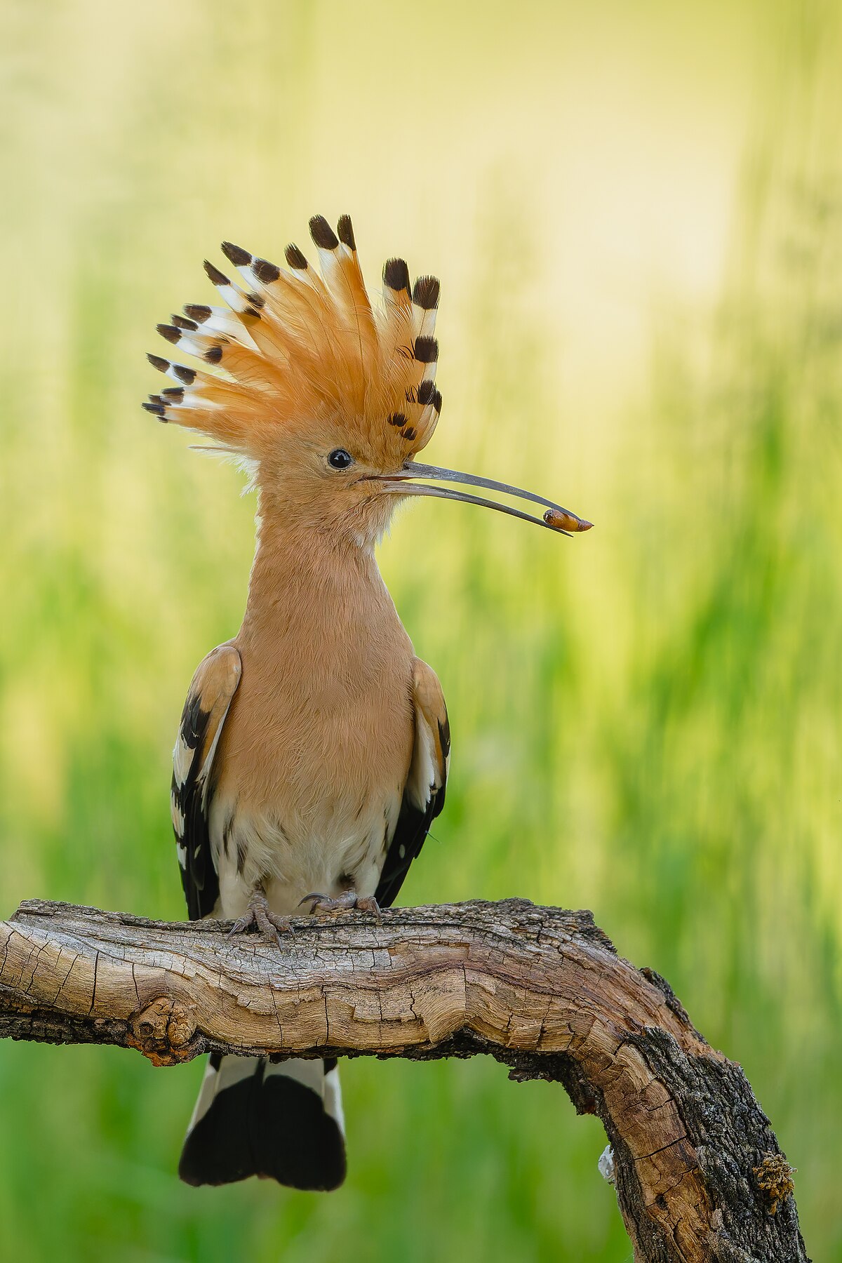 Common Hoopoe reference