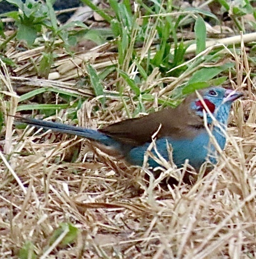 Red-cheeked Cordonbleu reference