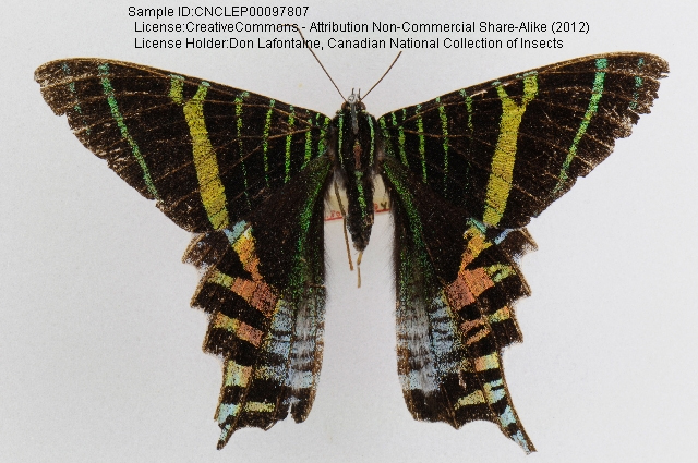 Sloane's Urania reference