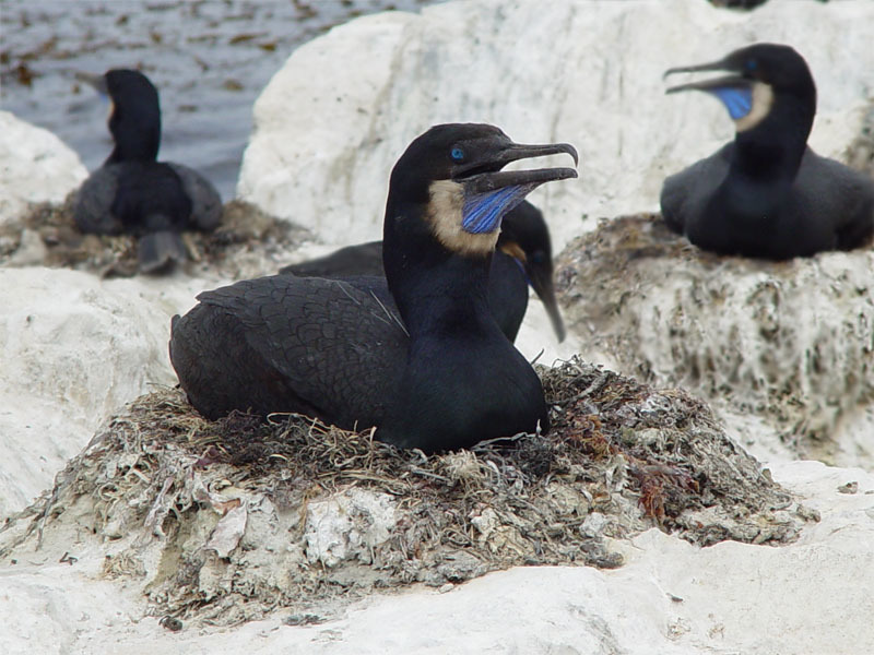 Brandt's Cormorant reference