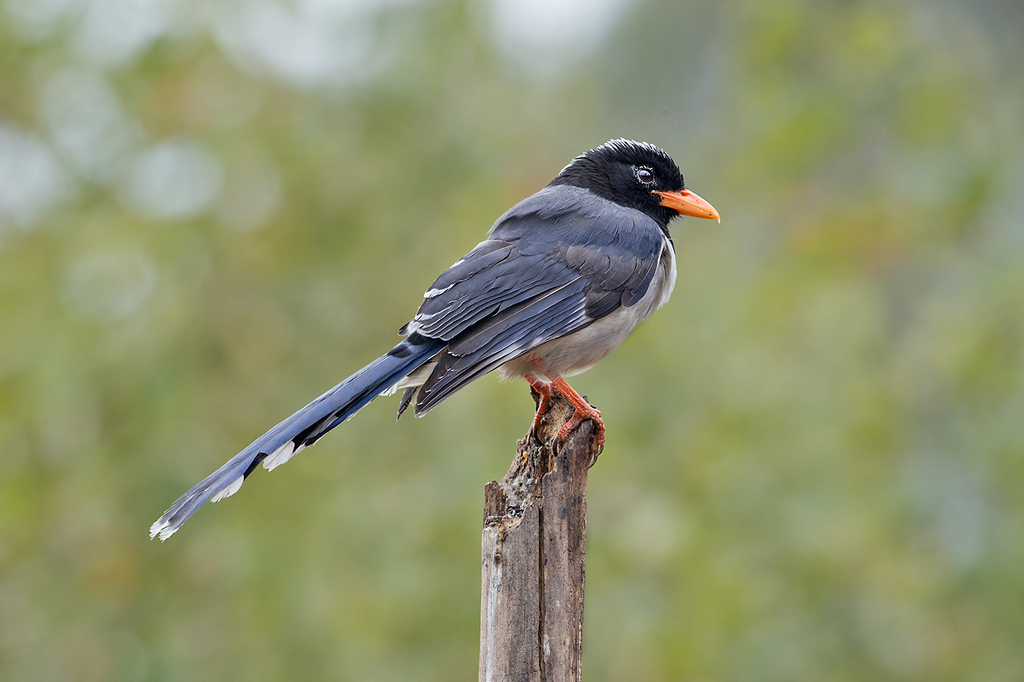 Red-billed Blue-Magpie reference