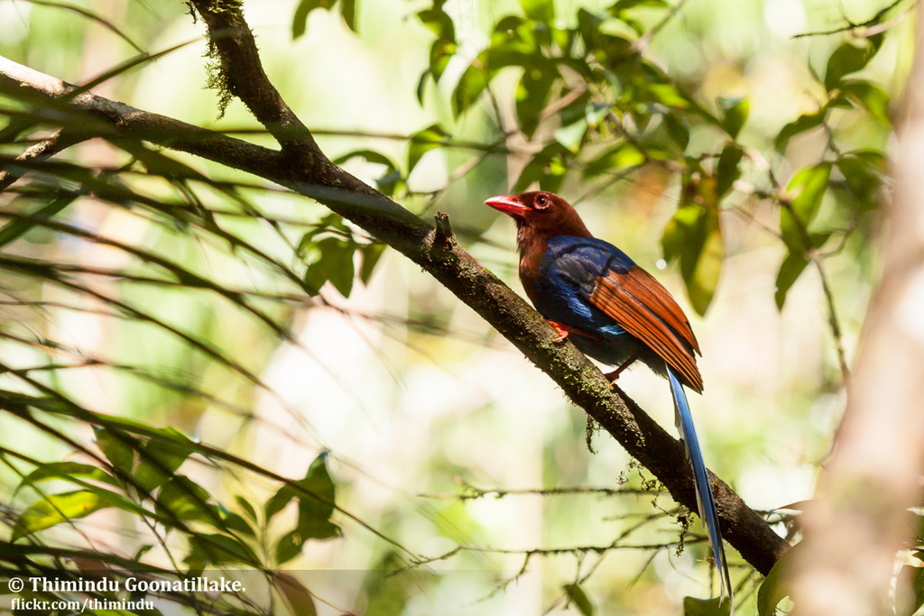 Sri Lanka Blue Magpie reference