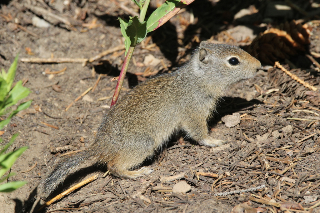 Uinta Ground Squirrel reference