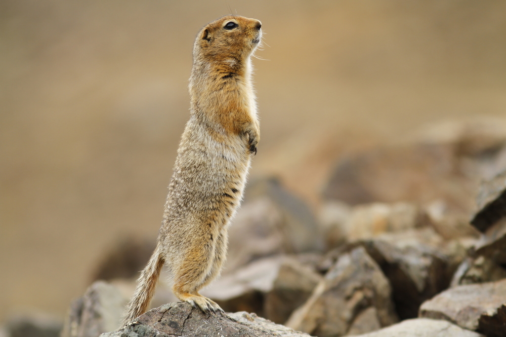 Arctic Ground Squirrel reference