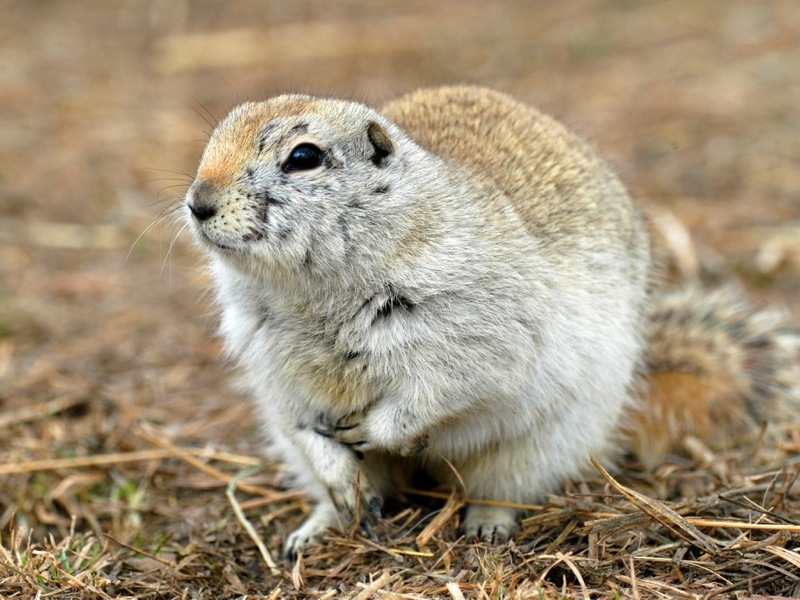 Richardson's Ground Squirrel reference