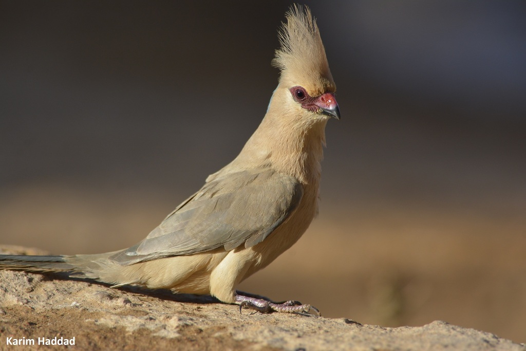 Blue-naped Mousebird reference