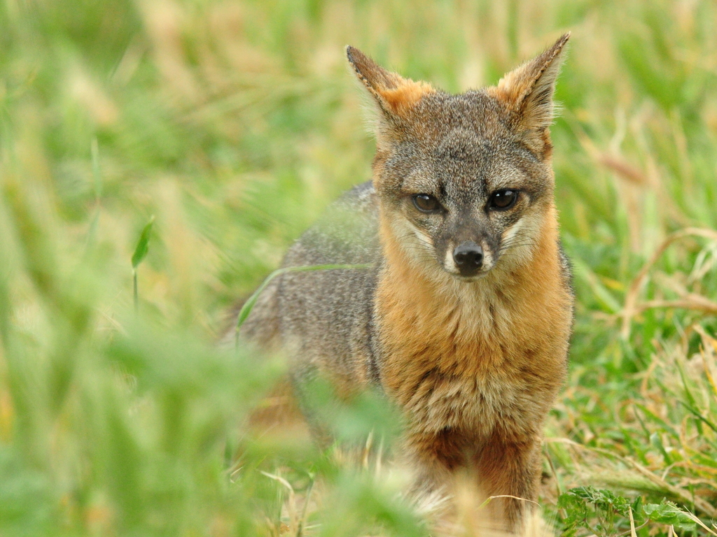 Island Fox reference