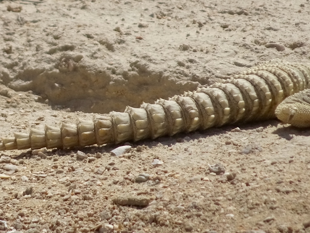 Egyptian Spiny-tailed Lizard reference