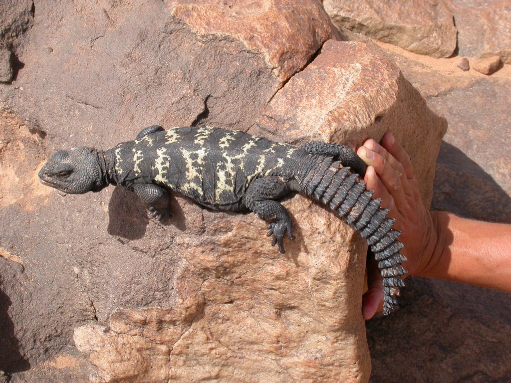Sudan Mastigure reference
