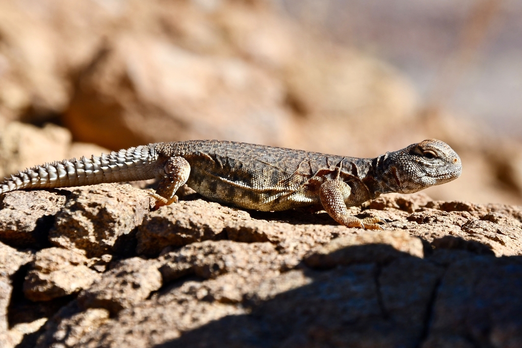 Moroccan Dab Lizard reference