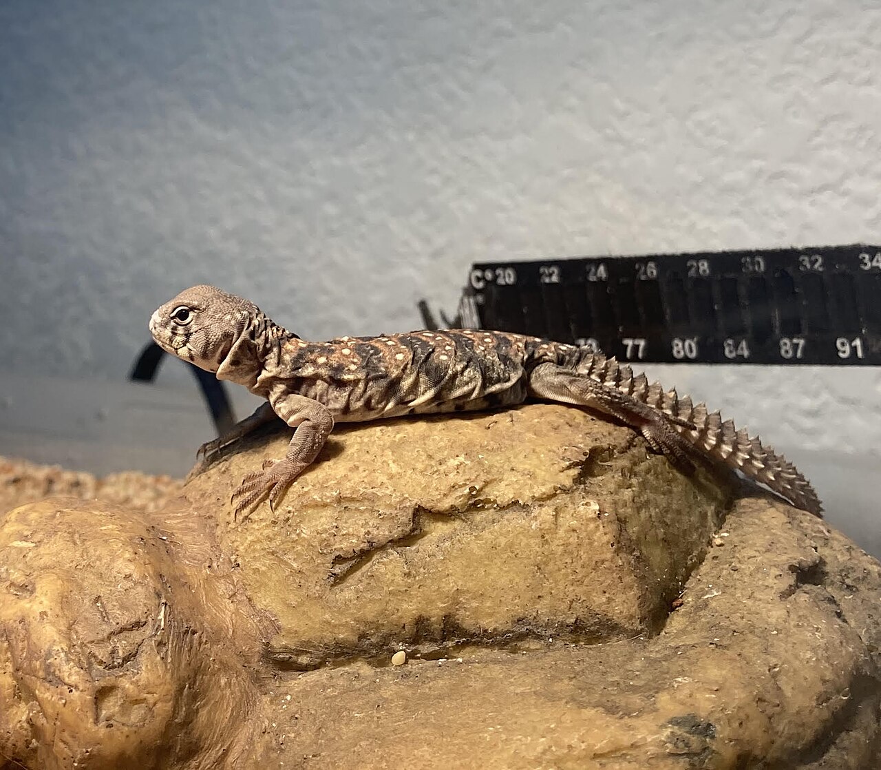 Uromastyx ocellata reference