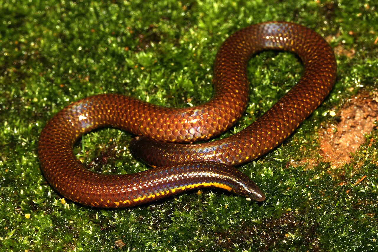 Elliot's Earth Snake reference