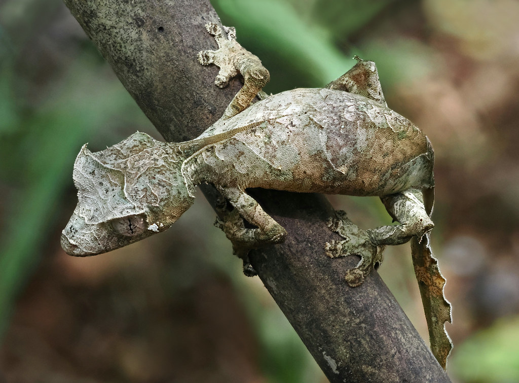 Satanic Leaf-tailed Gecko reference