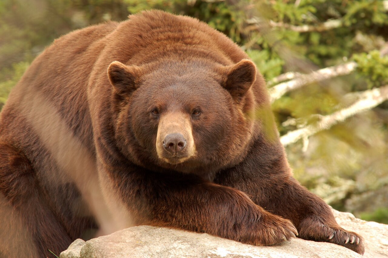 Cinnamon Bear reference