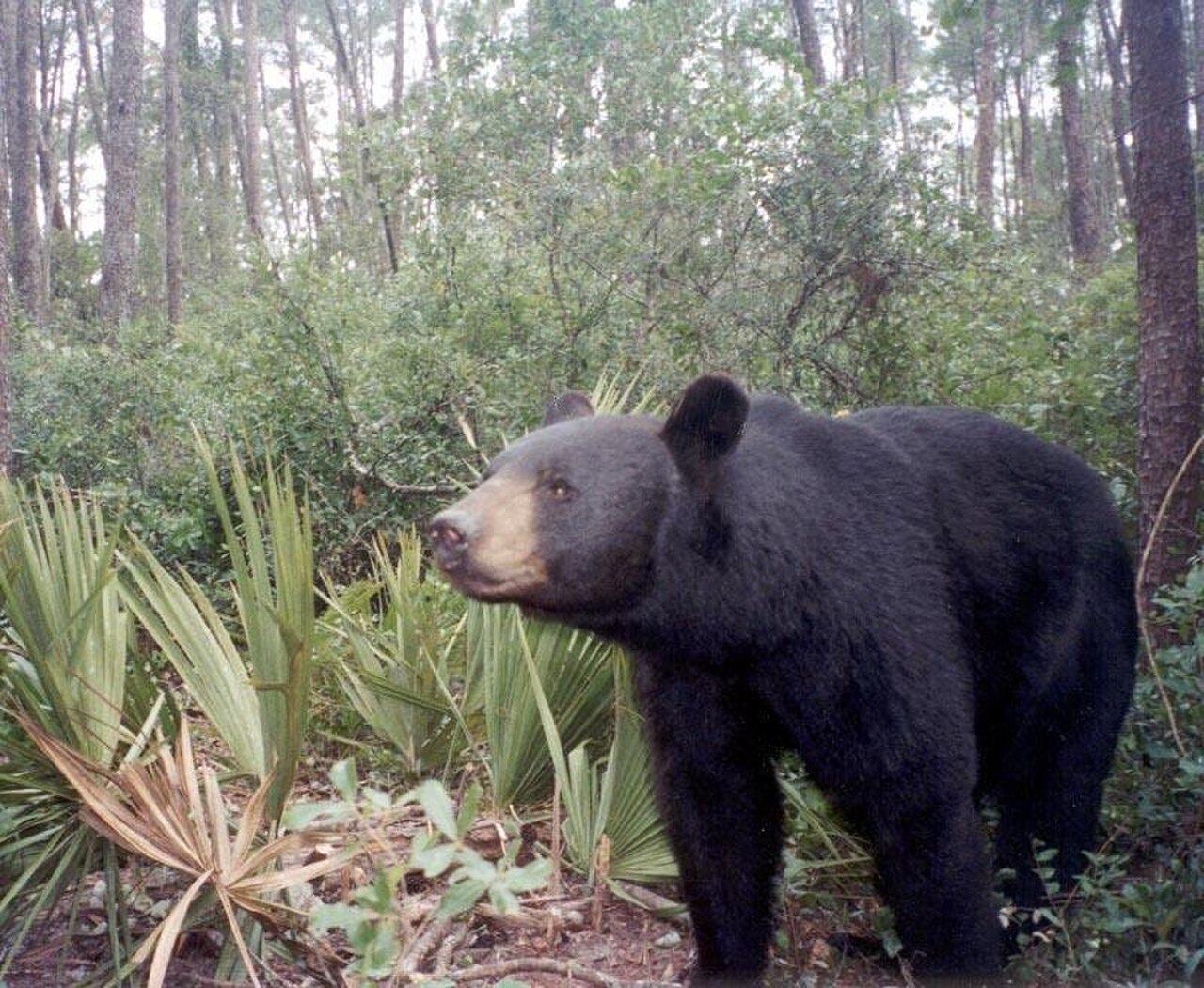 Florida Black Bear reference